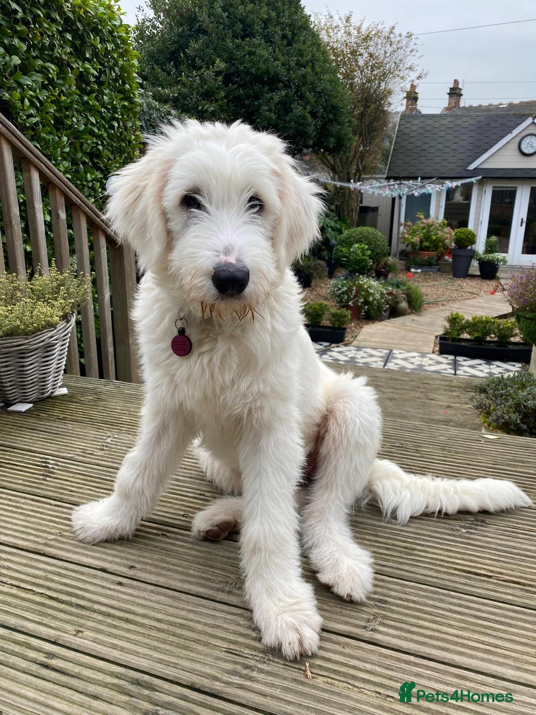Mixed Breed dogs for adoption: Meet JOJO - a superb big girl, for a Loving Home - Image 2
