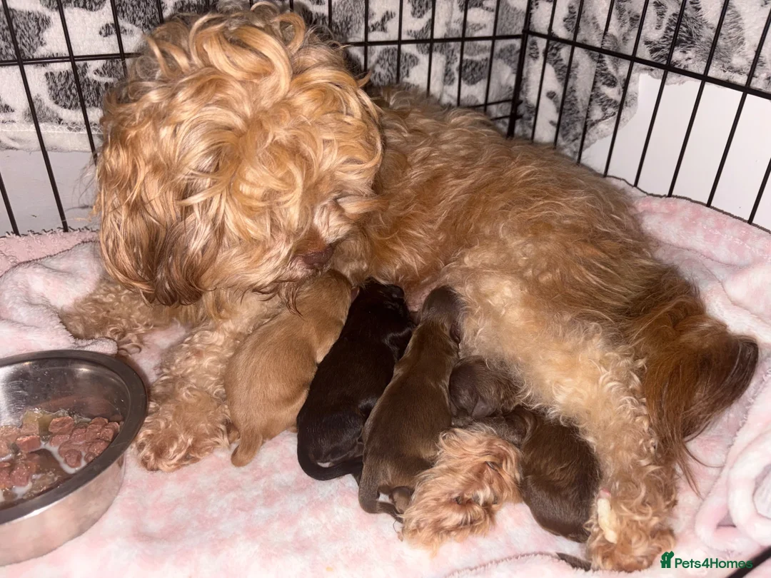 Shihpoo dogs for sale: Adorable F1B Shihpoo puppies ready 9/8/26 🧸🤎🐾 - Advert 1