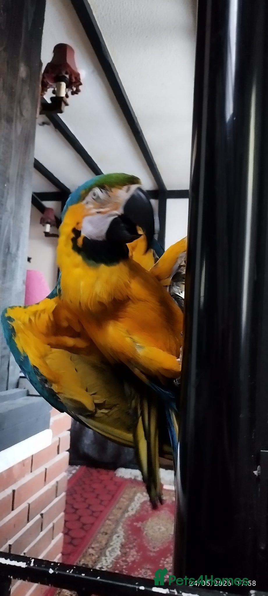 Macaws birds for sale: Macaw blue and yellow  - Advert 1