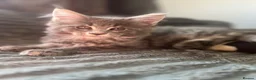 Maine Coon cats for sale: READY NOW!, mainecoon kittens - Advert 2