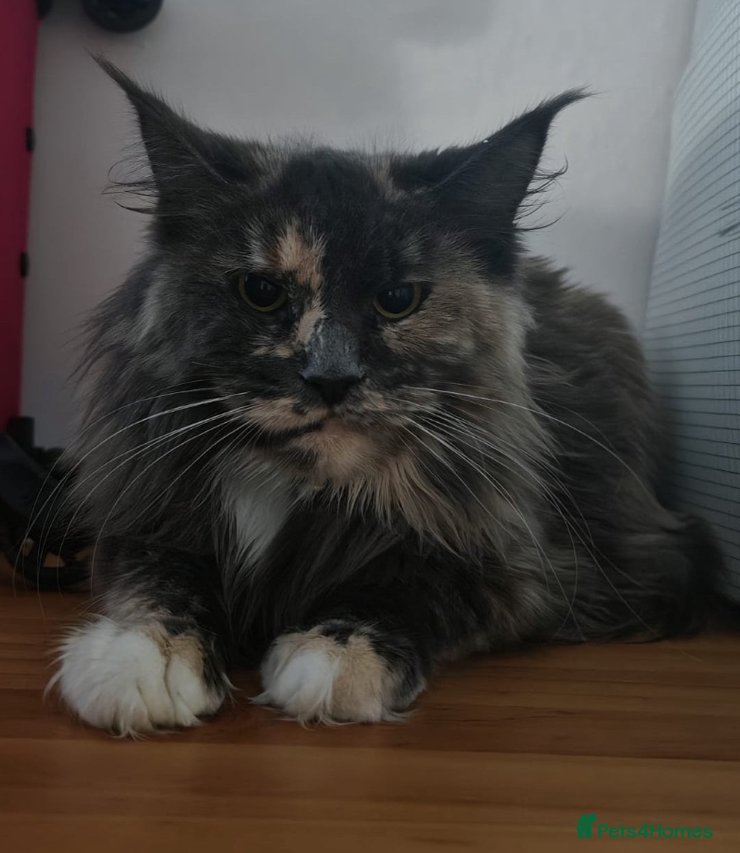 Maine Coon cats for sale: Beautiful XXL Maine coon kitten for sale  - Advert 1