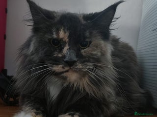 Maine Coon cats Beautiful XXL Maine coon kitten for sale - Advert 1