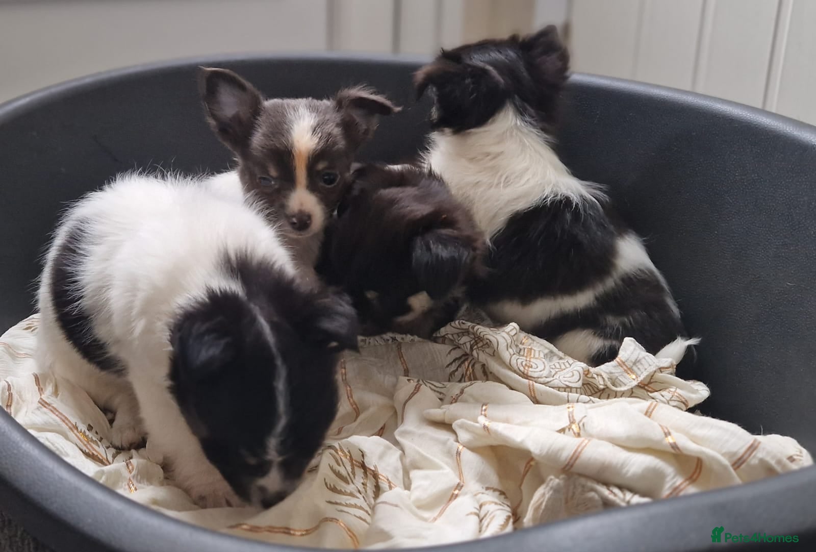 Chihuahua dogs Chihuahua puppies - Advert 1