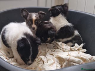 Chihuahua dogs Chihuahua puppies - Advert 2