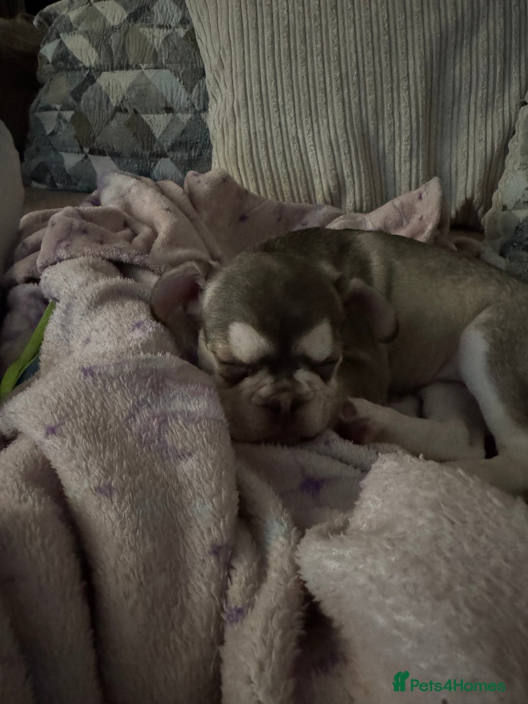 French Bulldog dogs for sale: eA husky French bulldog female - Advert 2