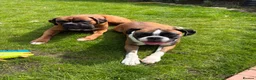 Boxer dogs for sale: Boxer Litter Due 17th June - Advert 4