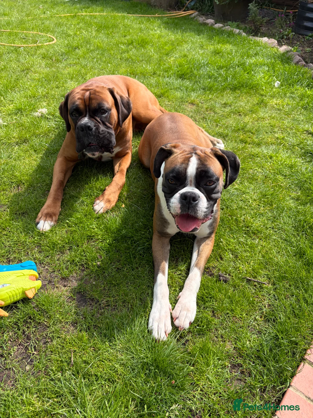 Boxer dogs for sale: Boxer Litter Due 17th June - Advert 4
