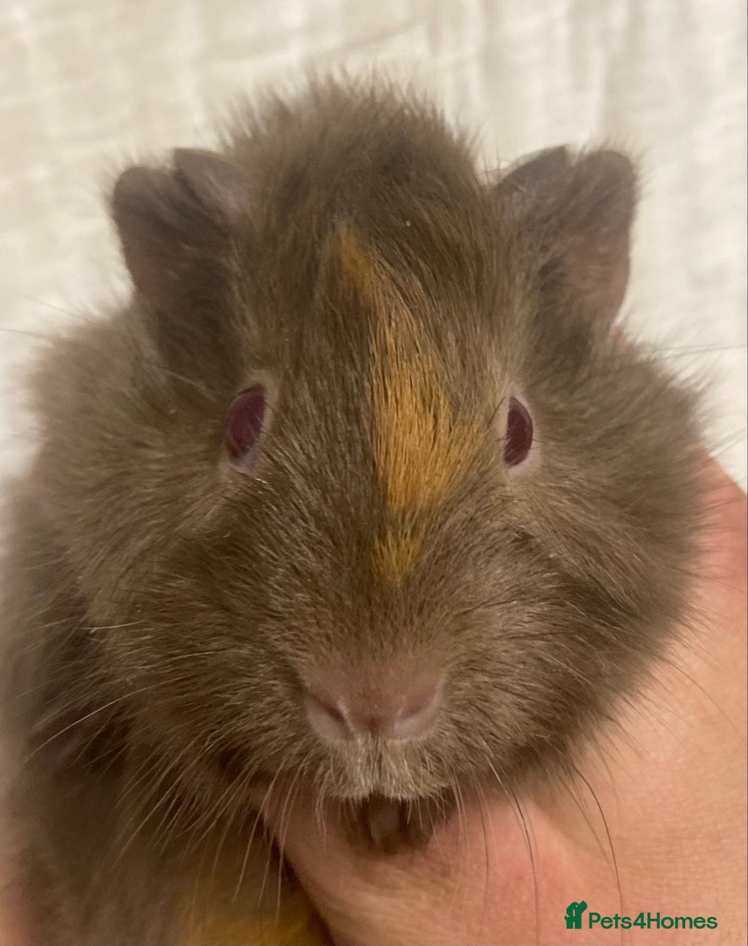 Guinea Pig rodents for sale: Baby Female Guinea Pigs For Sale  - Advert 2