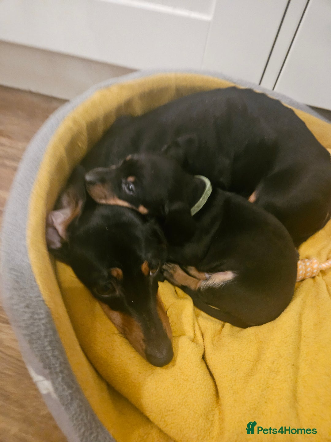 Miniature Dachshund dogs for sale: Miniature dachshund male puppies - Advert 8