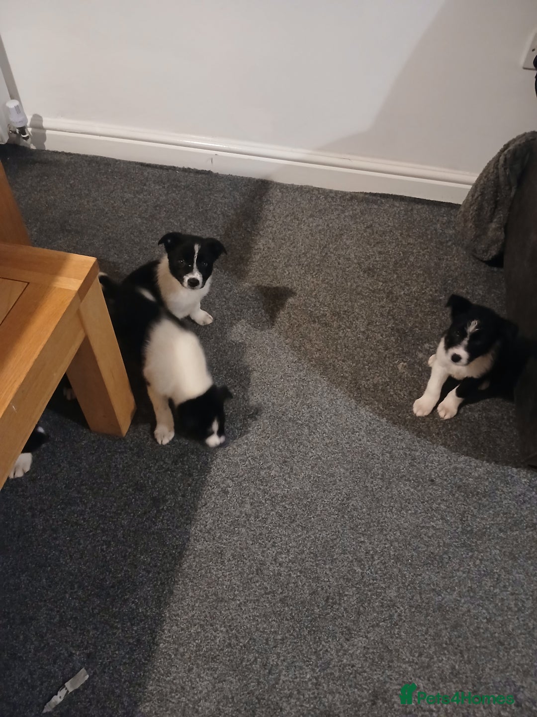 Border Collie dogs for sale: Border collie poppies  - Advert 6