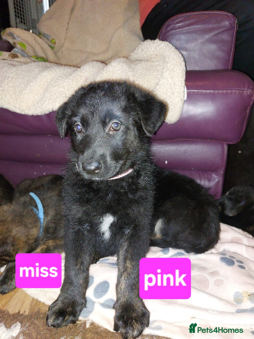 Mixed Breed dogs for sale: German shepherd pups - Advert 4