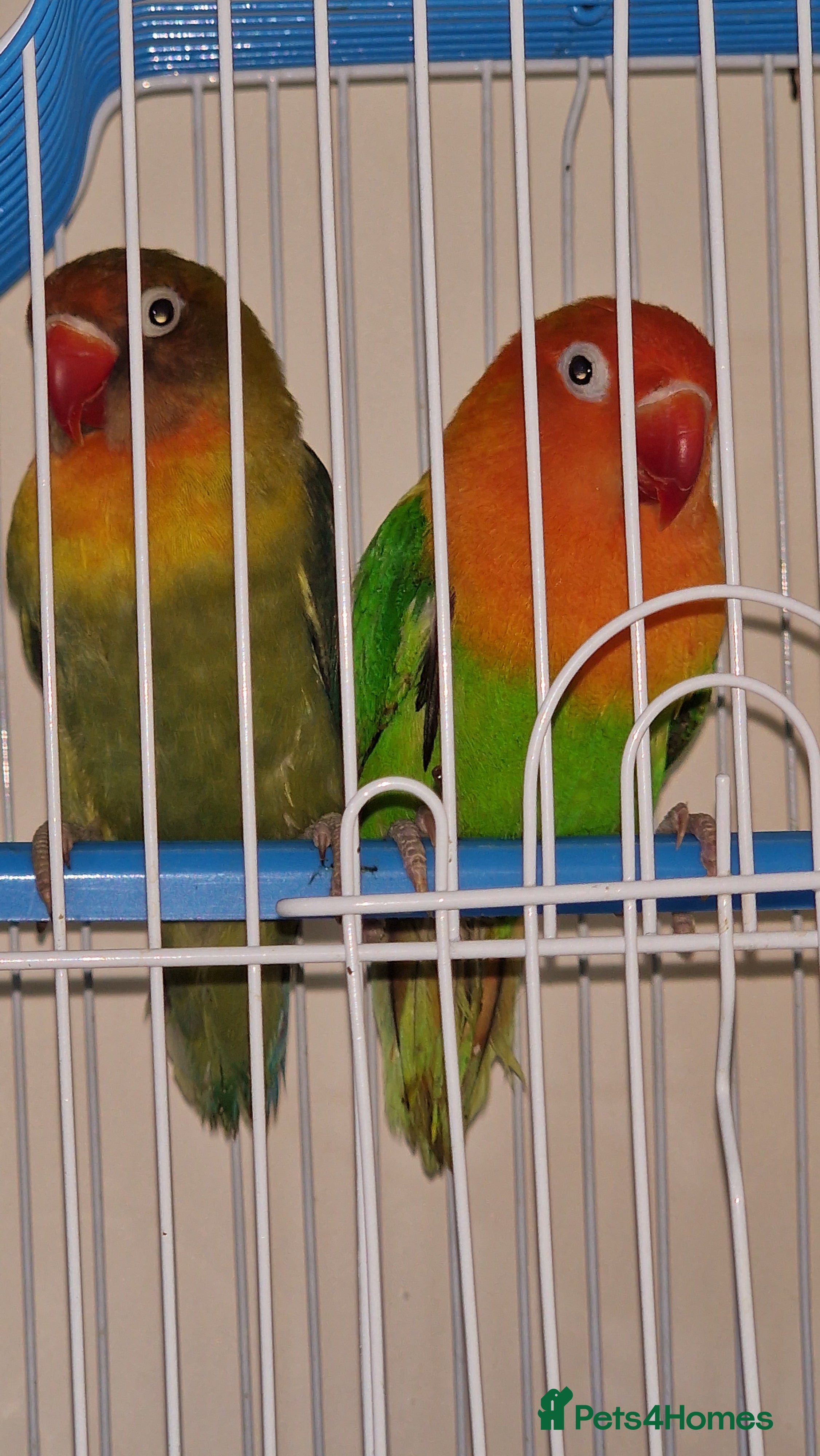 Budgerigars birds 2 Male lovebirds for sale, loki & mango - Advert 5