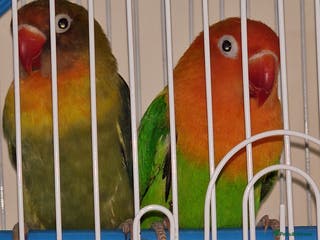 Budgerigars birds 2 Male lovebirds for sale, loki & mango - Advert 16