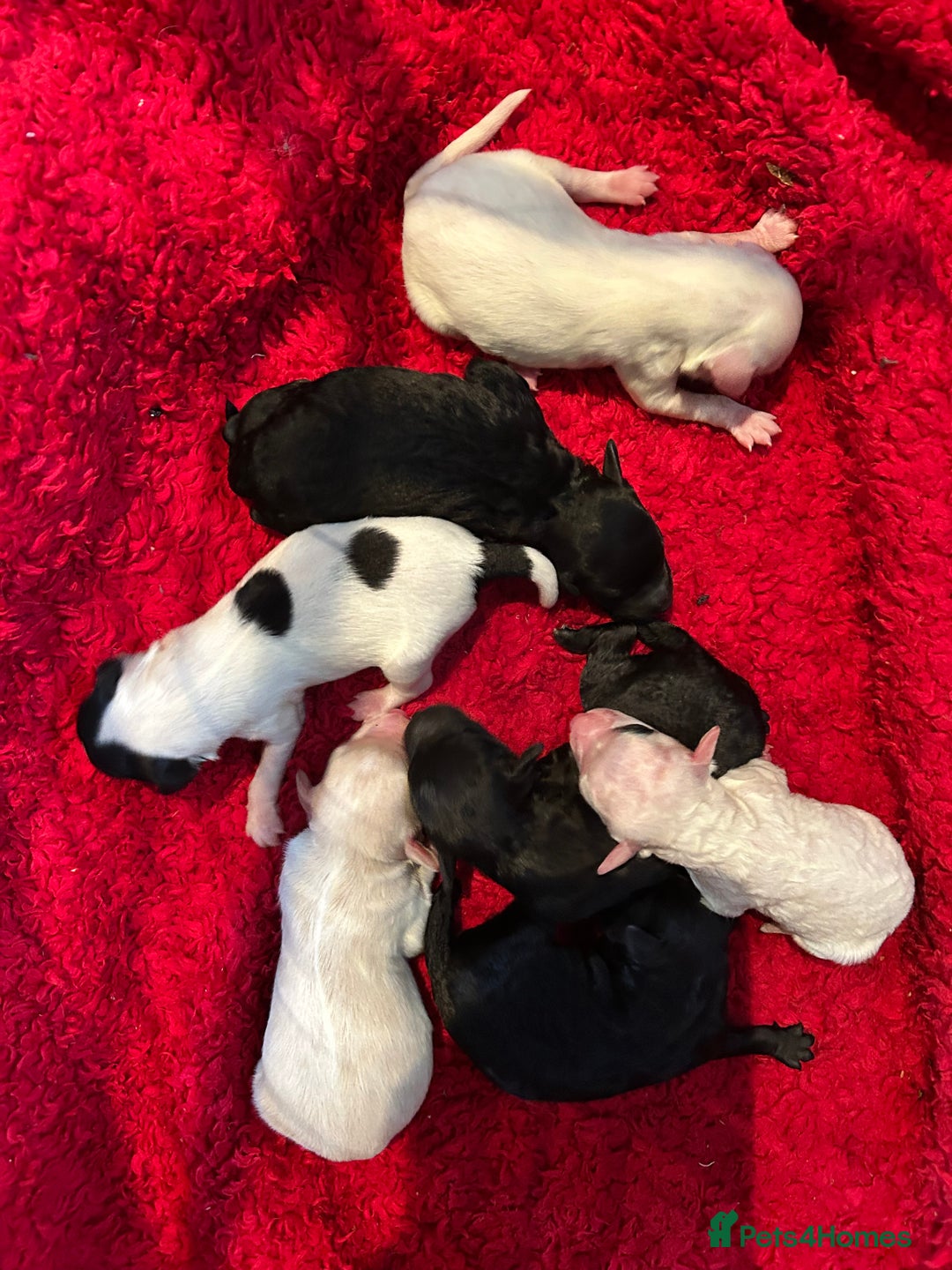 Mixed Breed dogs for sale: Stunning Shihpoo X Sproodle puppies - Image 1