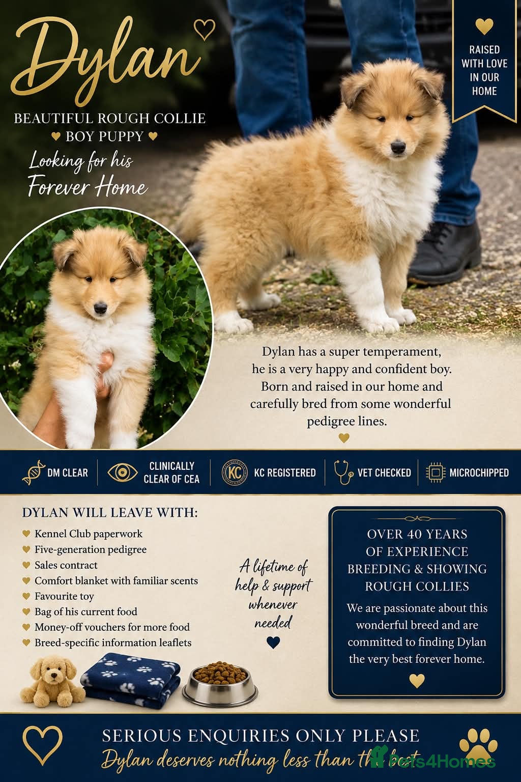 Rough Collie dogs Rough collie puppies - Advert 2