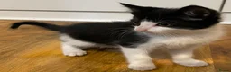 Mixed Breed cats for sale: 9 weeks old beautiful kitten  in Orpington - Advert 18