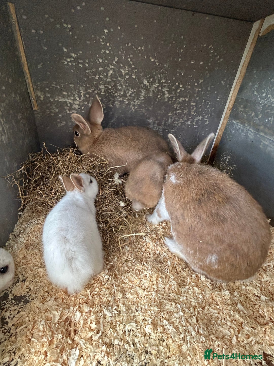Mixed Breed rabbits for sale: 10 week old rabbits  - Advert 4
