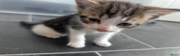 Mixed Breed cats for sale: Kittens for sale - Advert 4