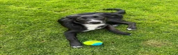 Mixed Breed dogs for adoption: Meet Trixie, currently residing in Sussex  in Hailsham - Advert 4