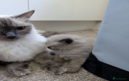 Ragdoll cats for sale: 4 gorgeous ragdoll kittens  - Image 2