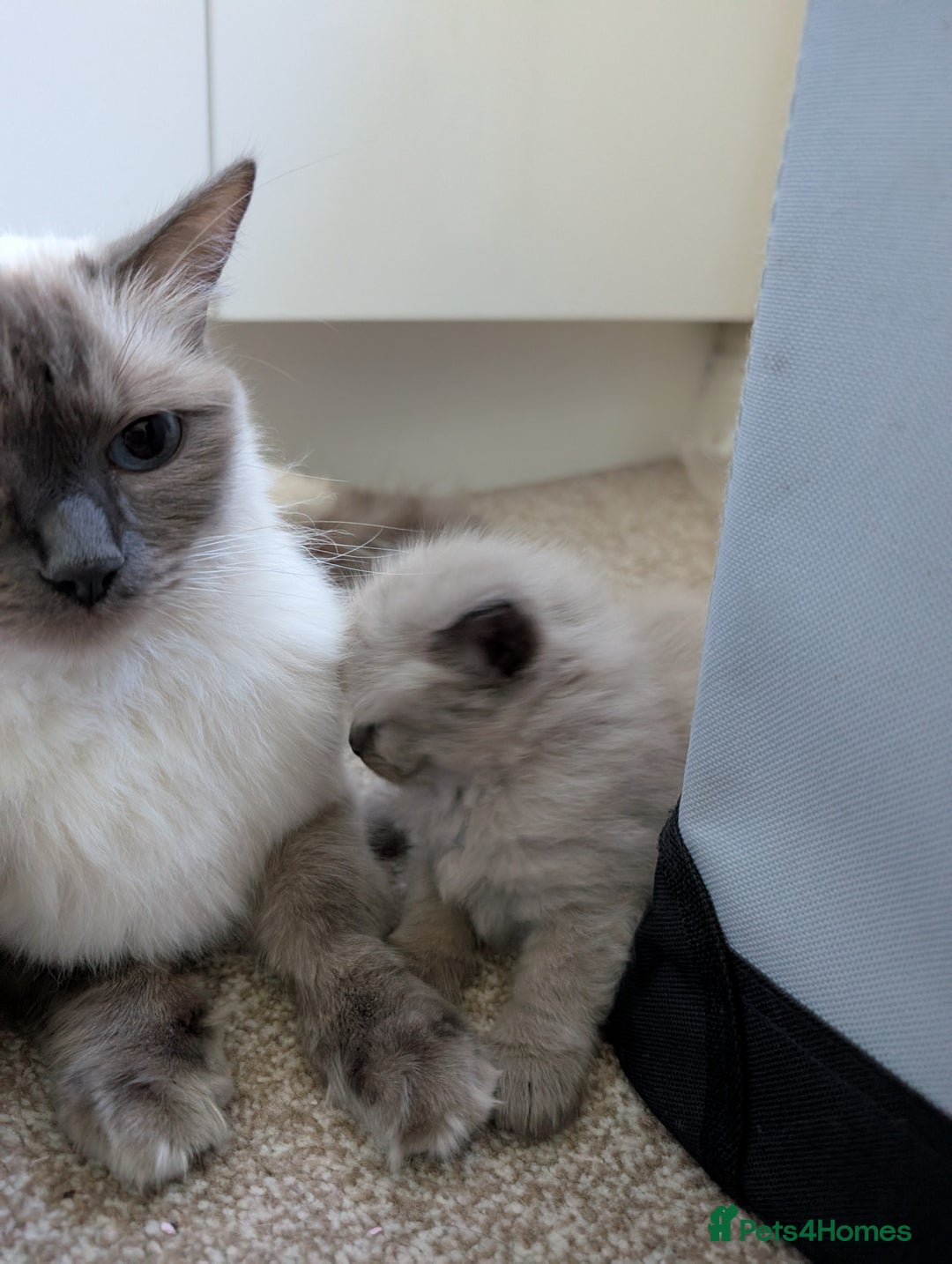 Ragdoll cats for sale: 4 gorgeous ragdoll kittens  - Image 2