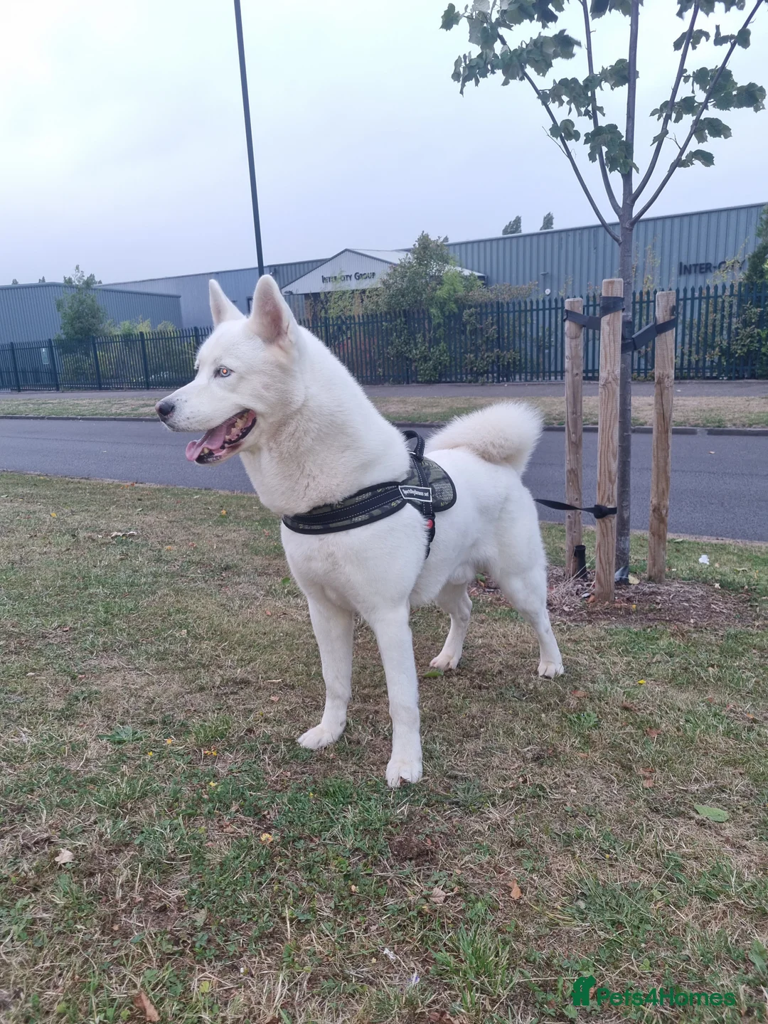 Siberian Husky dogs for stud: White Husky Proven Stud in Birmingham - Advert 2