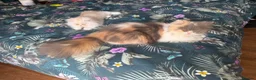 Persian cats for sale: Stunning Cream Male Persian Kitten  in Bangor - Advert 2