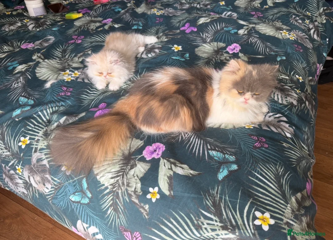 Persian cats for sale: Stunning Cream Male Persian Kitten  in Bangor - Advert 2