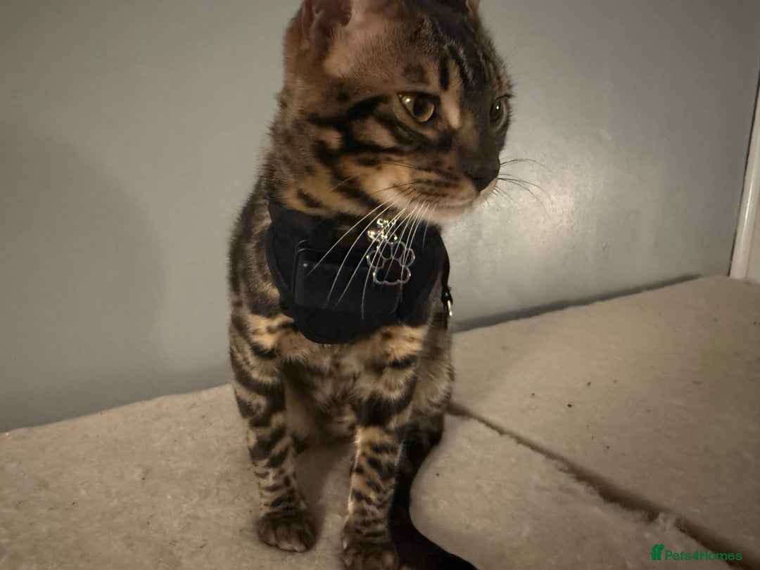 Bengal cats for stud: Stunning Bengal for stud - Advert 27