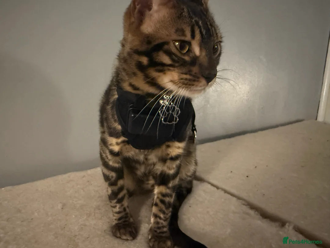 Bengal cats for stud: Stunning Bengal for stud - Advert 27