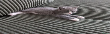 British Shorthair 1