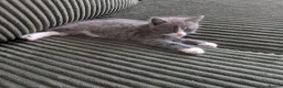 British Shorthair cats for sale: Marcin  - Advert 2