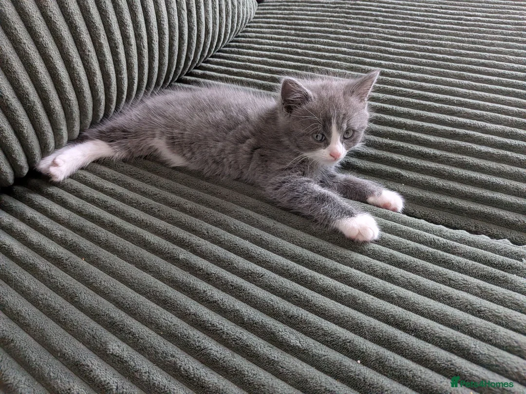 British Shorthair cats for sale: Marcin  - Advert 2