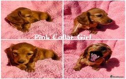 Miniature Dachshund dogs for sale: Ready to leave 🐾 beautiful long hair miniatures  - Image 3