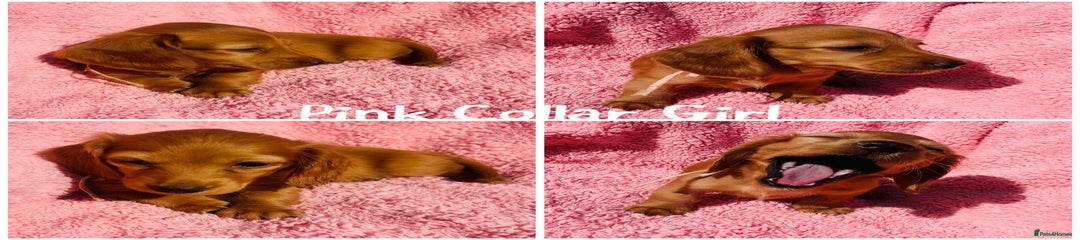 Miniature Dachshund Puppy 5
