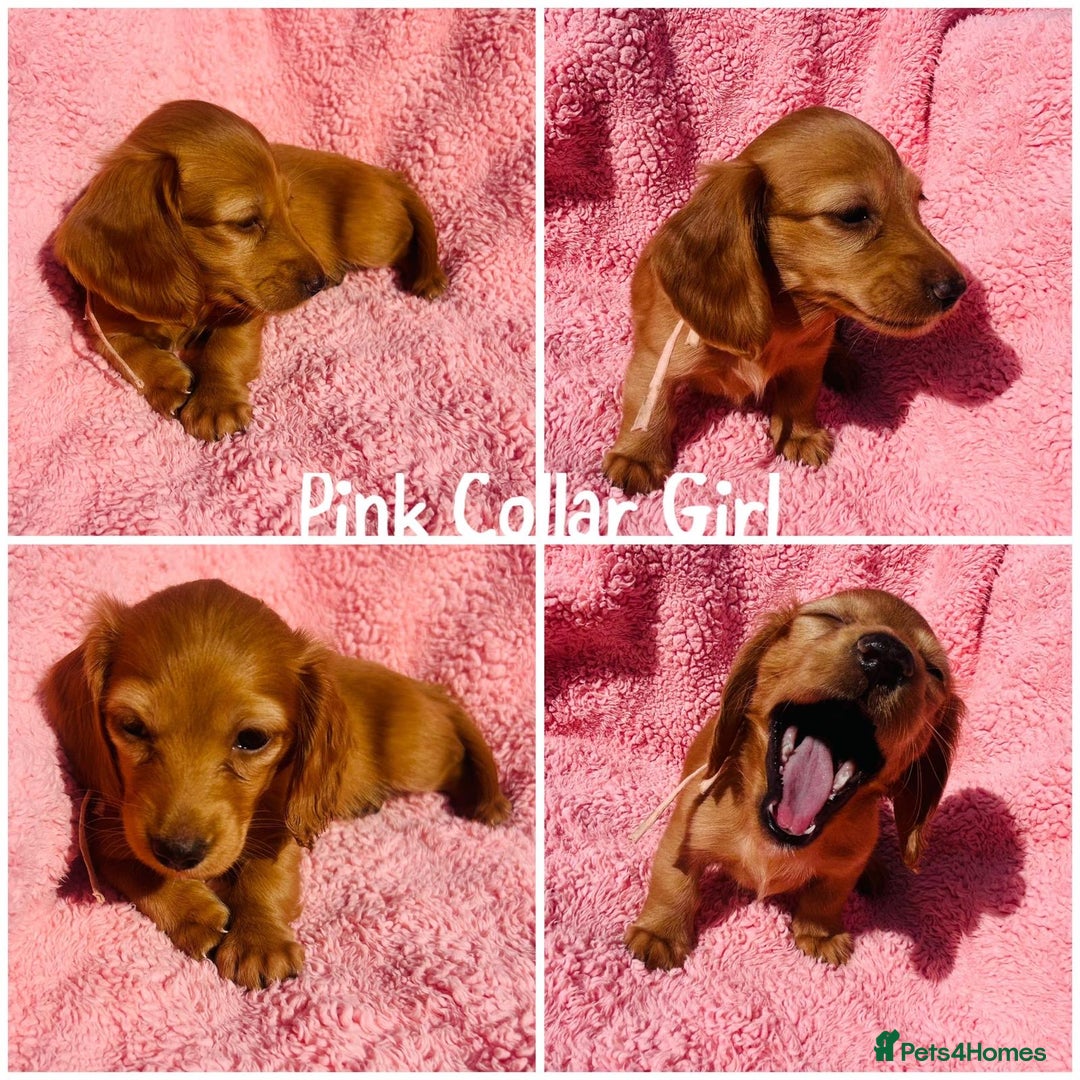 Miniature Dachshund dogs for sale: Ready to leave 🐾 beautiful long hair miniatures  - Image 3