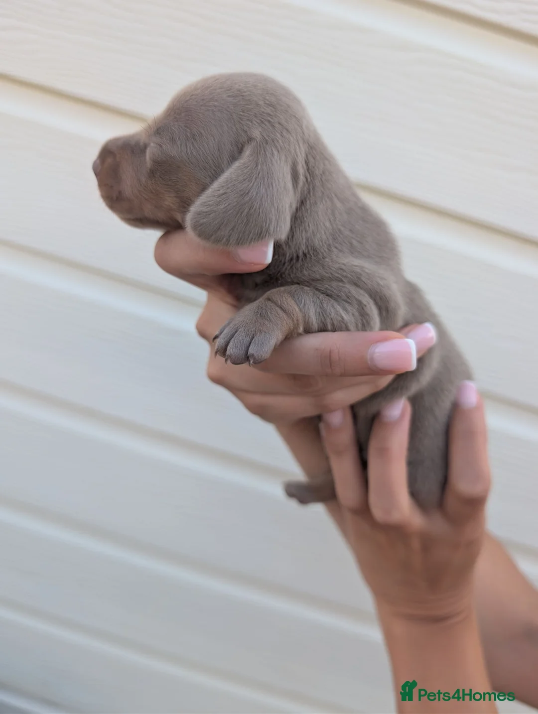 Miniature Dachshund dogs for sale: GORGEOUS KC Registered Miniature Dachshund Puppies in Hoddesdon - Advert 7