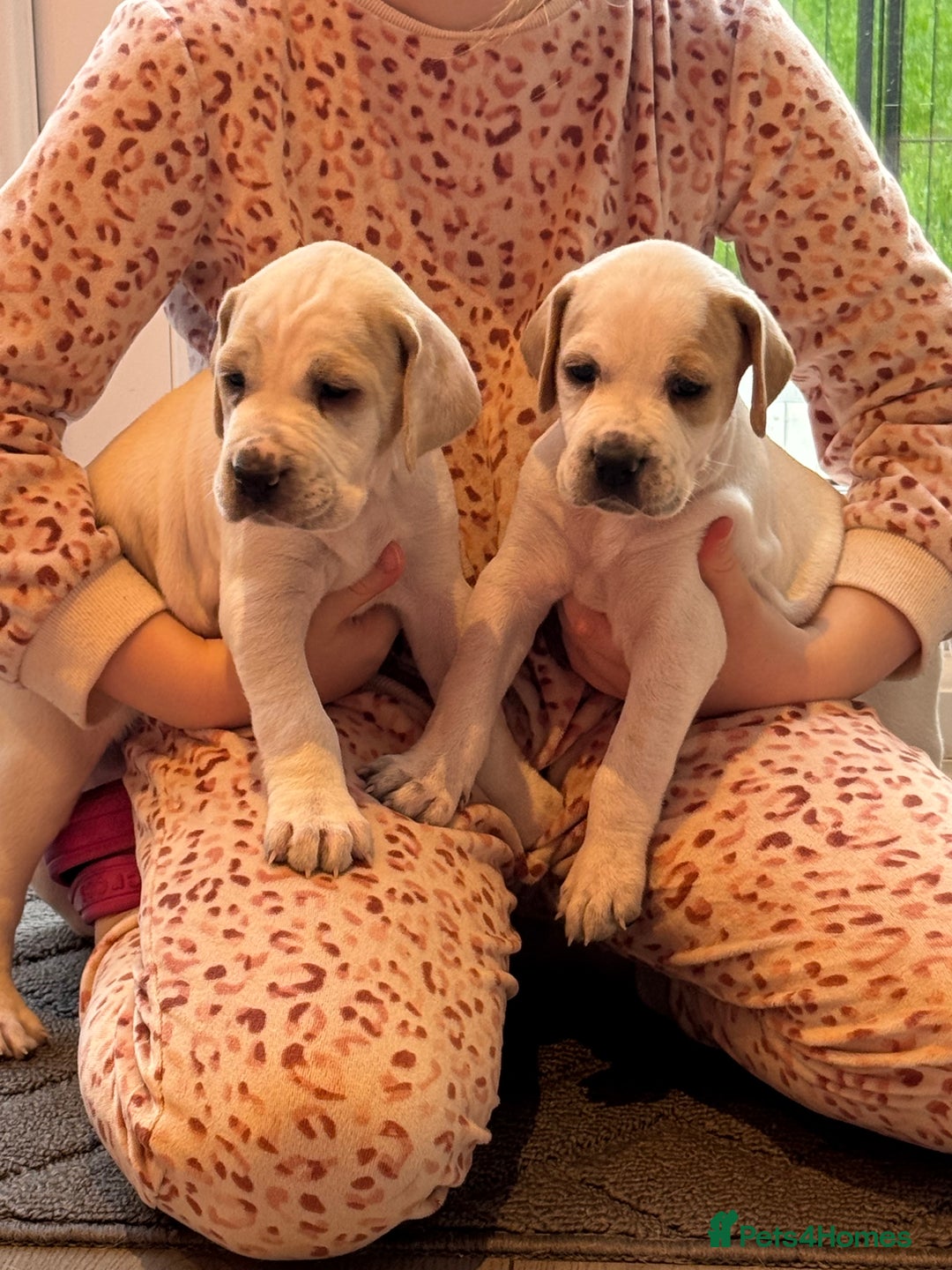 Pointer dogs for sale: Beautiful litter of Top Quality Pointer Puppies - Advert 13