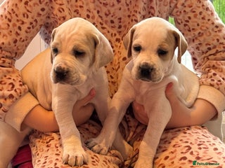 Pointer dogs Beautiful litter of Top Quality Pointer Puppies - Advert 2