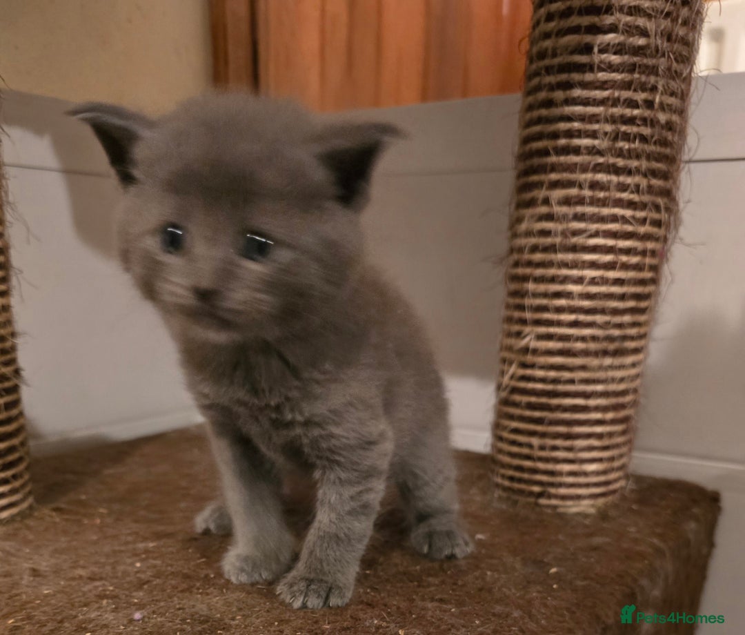 Maine Coon cats for sale: Maine Coon x British Shorthair kittens - Advert 5