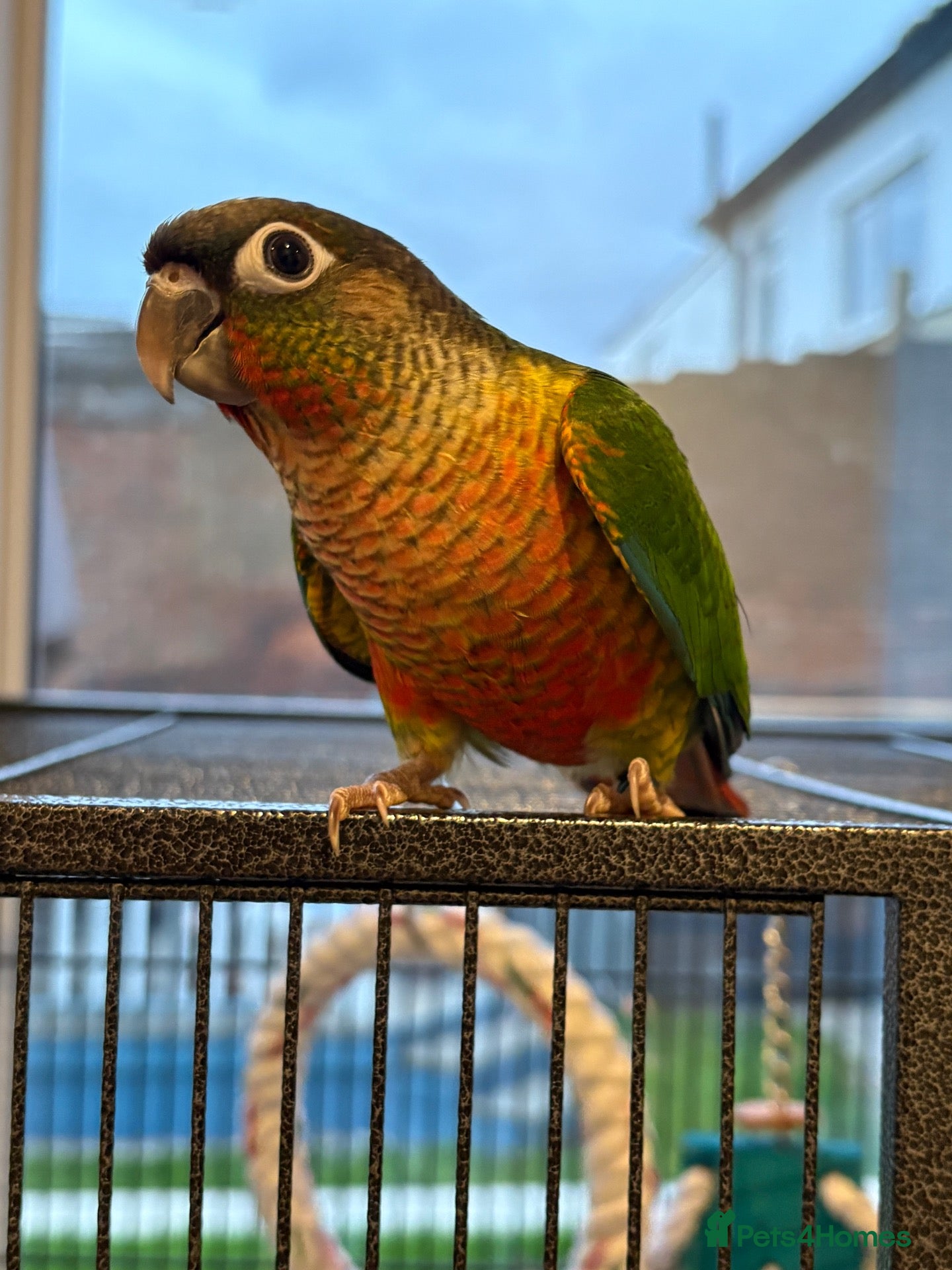 Conures birds Hand reared conure parrots  - Advert 1