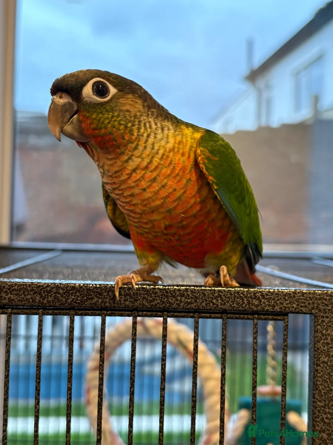 Conures birds for sale: Hand reared conure parrots  - Advert 1