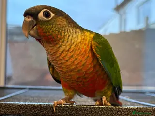 Conures birds Hand reared conure parrots - Advert 1