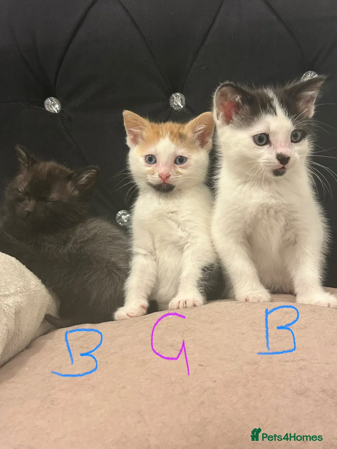 Turkish Angora cats for sale: Kittens for sale  - Advert 1