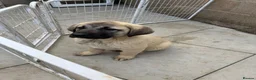 Turkish Kangal dogs for sale: Turkish Kangal puppies  - Advert 9