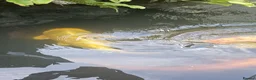 Koi Carp fish for sale: Koi fish for sale due to moving house - Advert 16