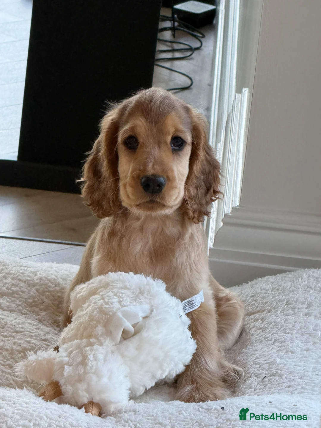 Cocker Spaniel dogs for sale: Cocker spaniel puppy 12 weeks  in Livingston - Advert 1