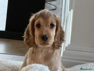 Cocker Spaniel dogs Cocker spaniel puppy 12 weeks - Advert 1