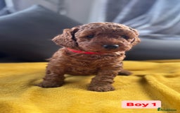 Miniature Poodle dogs for sale: Beautiful red miniature poodle KC Registered  - Image 3