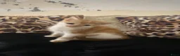 Mixed Breed cats for sale: Part maincoon kittens for sale very affectionate - Advert 6